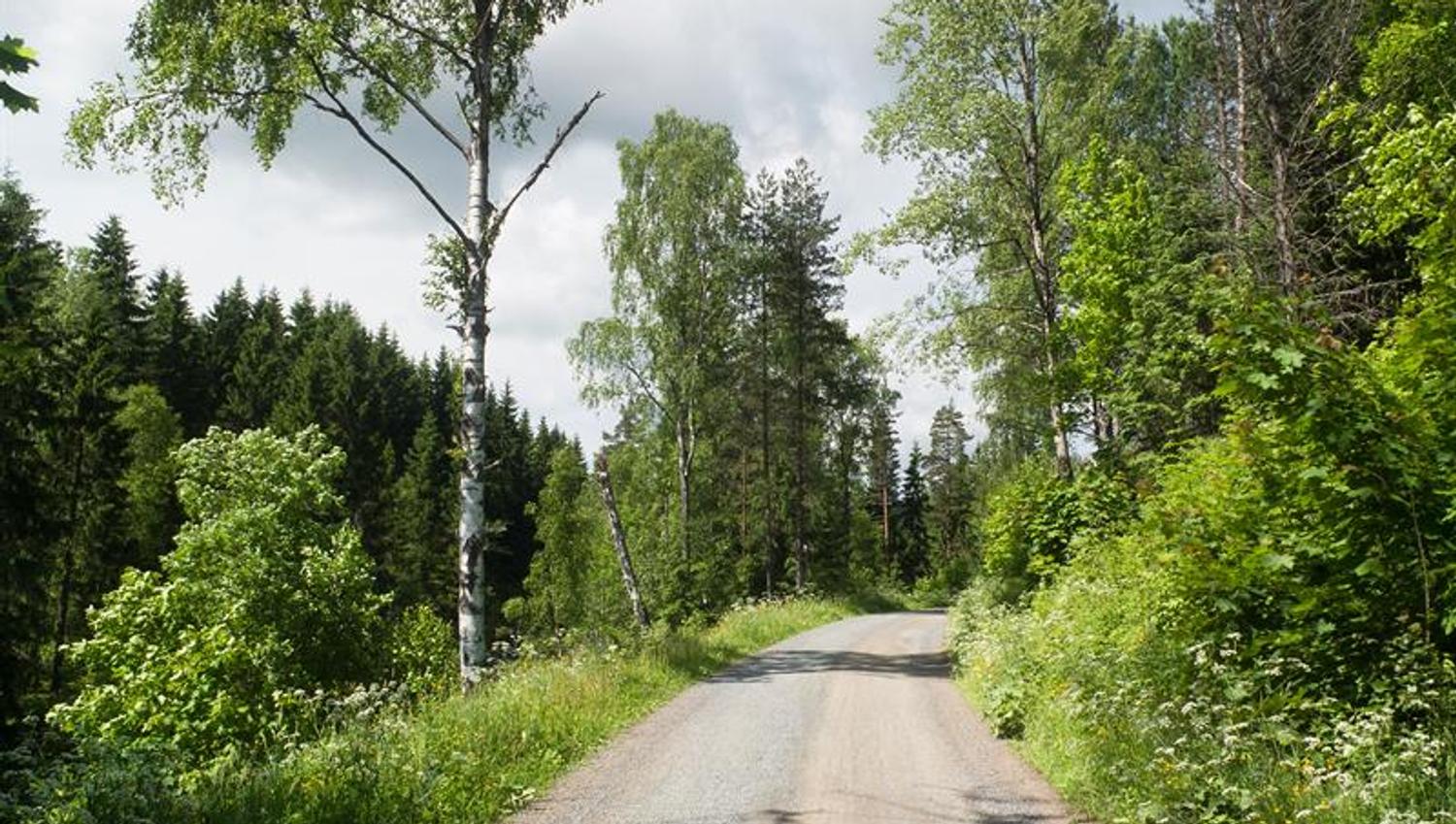 sykkelsti i naturen