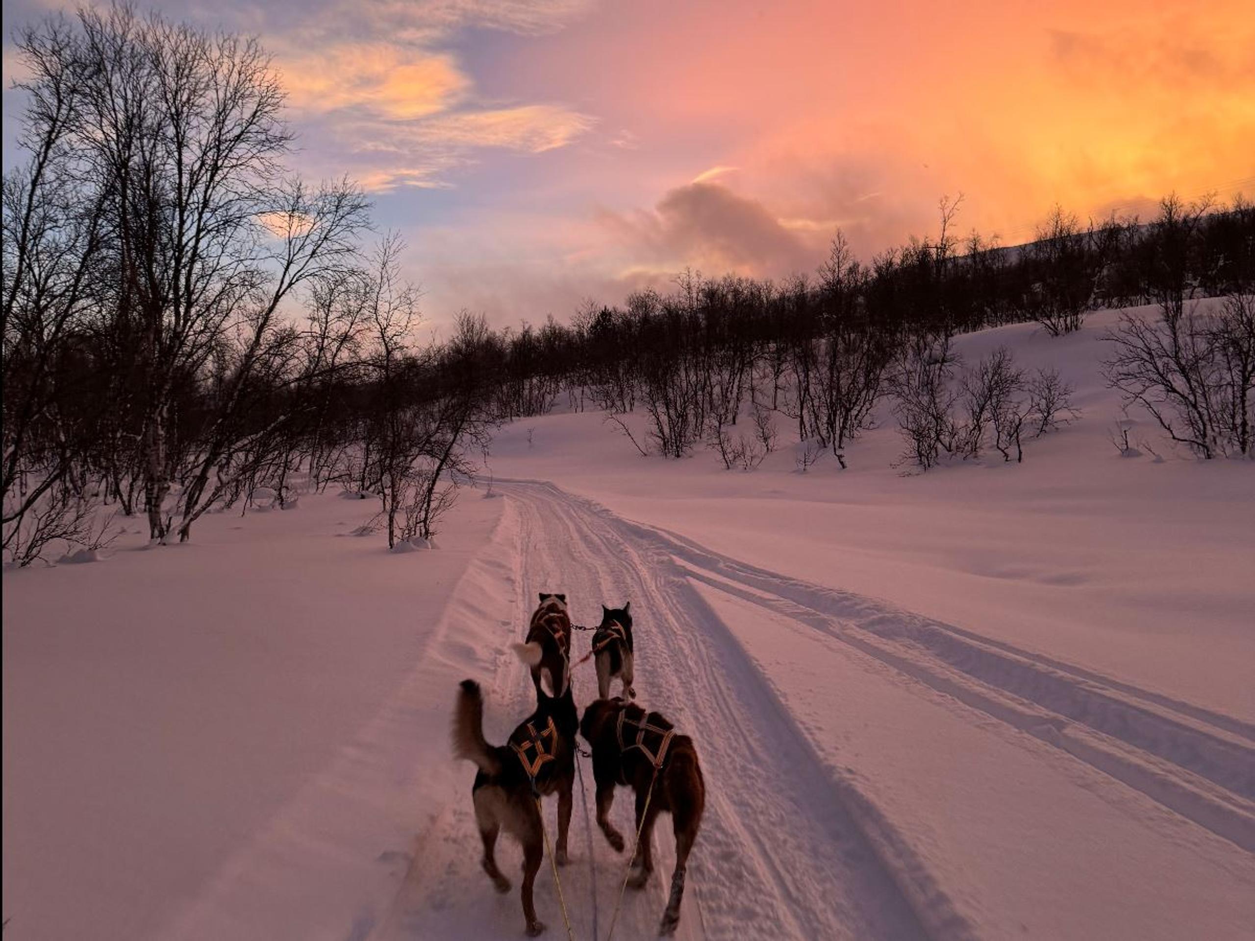 Dog Sledding in the afternoon