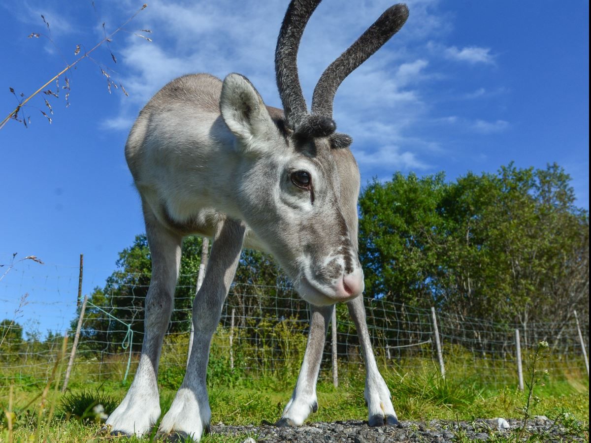 Reindeer calf in the natural surroundings of Tromsø Lapland’s Sámi camp near Tromsø.