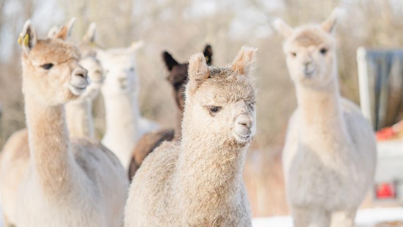 Alpacas in the snow