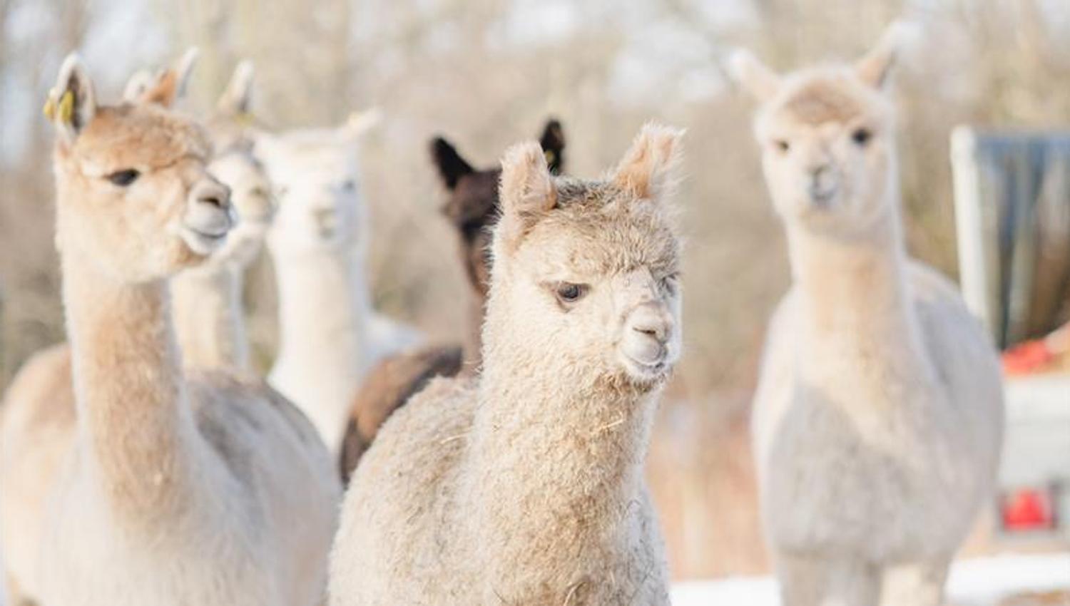 Alpacas in the snow