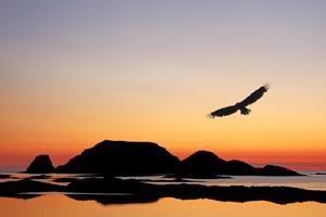 BirdSafari - the number two attraction at Nordkapp