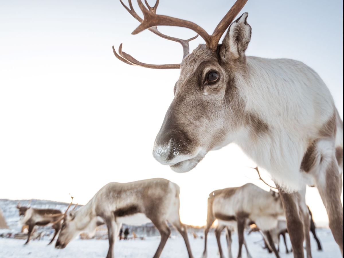 Reindeer herd