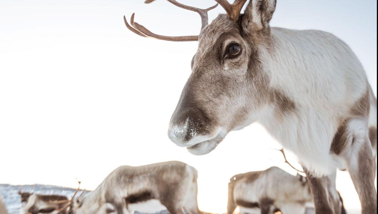 Reindeer herd