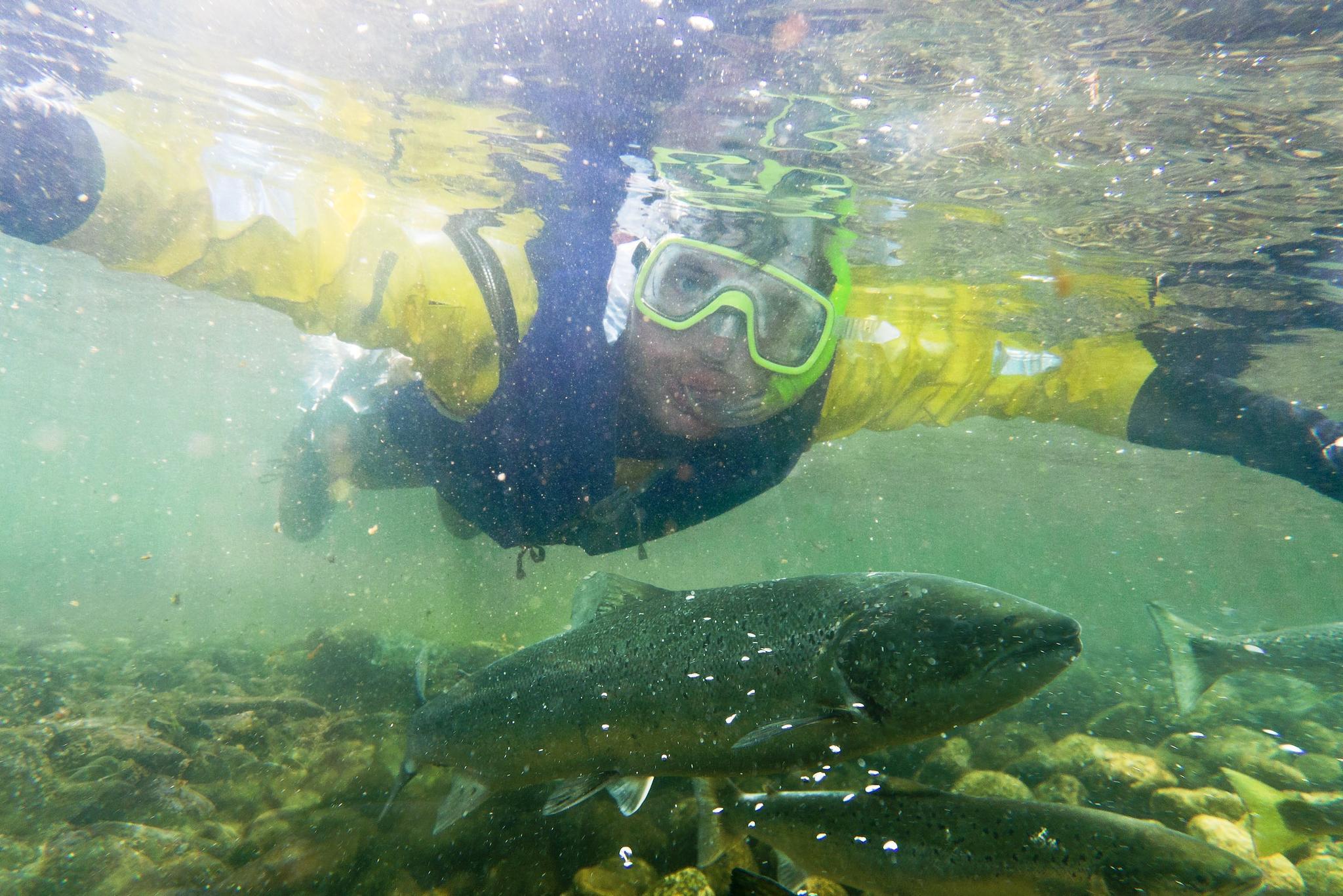 Salmon Safari in Suldalslågen in Sand