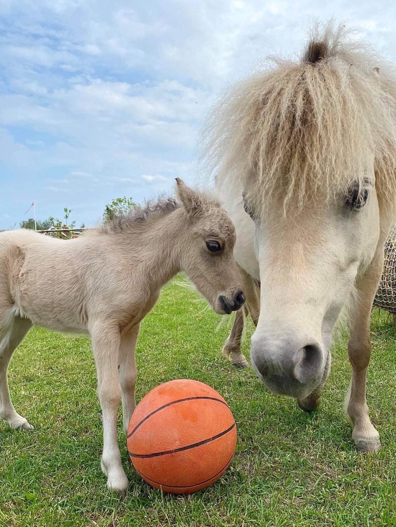 Horses