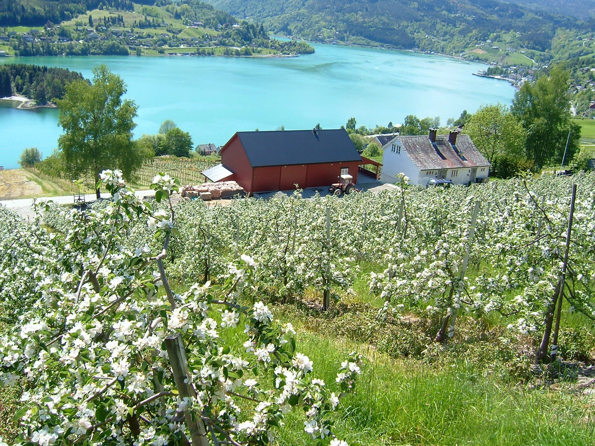Ein spektakulärer Blick auf den Hardangerfjord von Ulviks blühendem Obstgarten