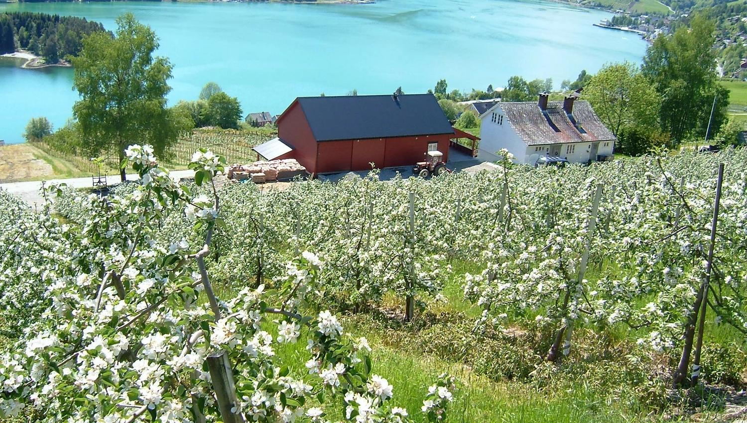 Ein spektakulärer Blick auf den Hardangerfjord von Ulviks blühendem Obstgarten