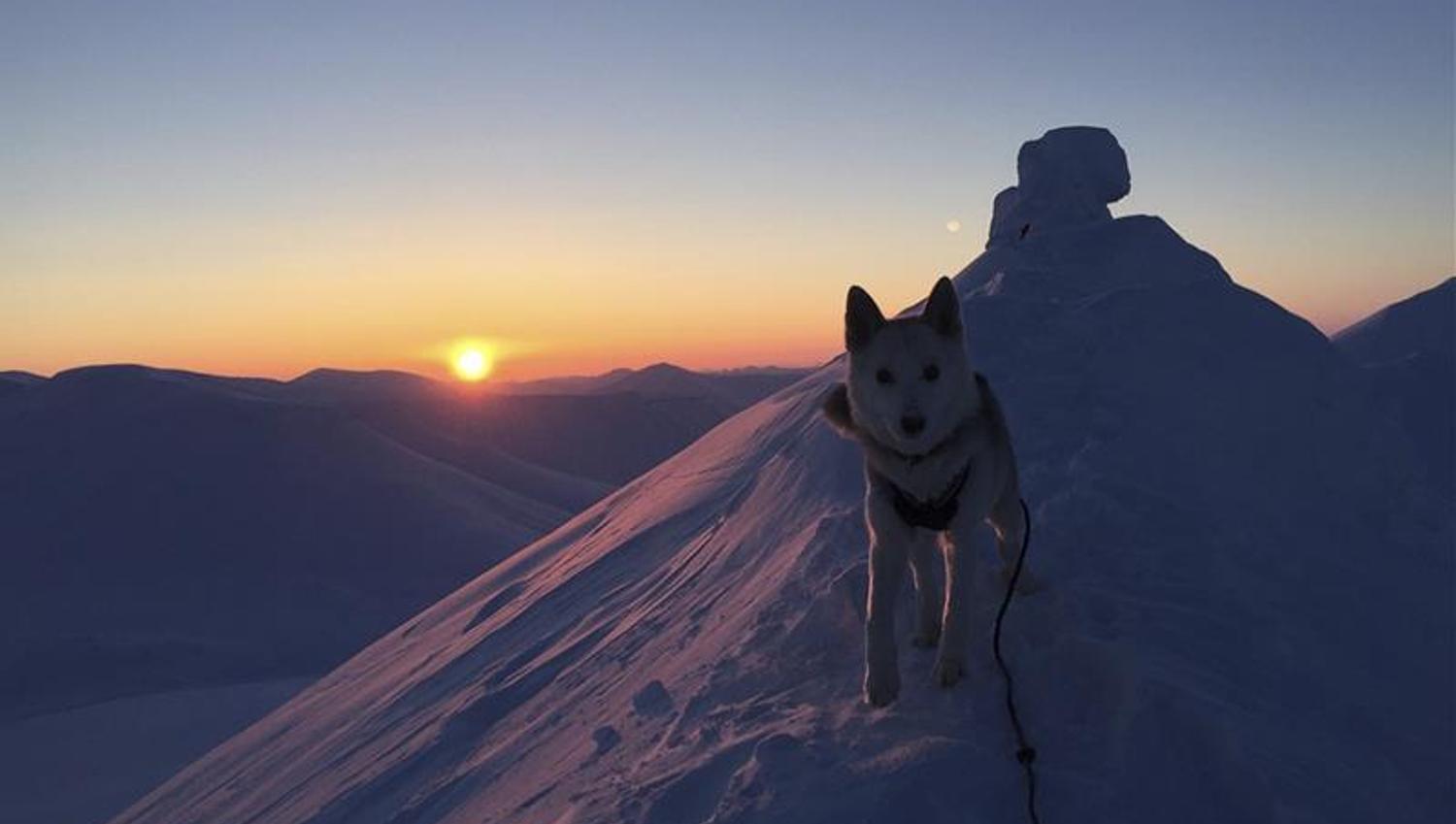A dog on a snowy mountain ridge with the mountain top Trollsteinen and a sunset in the background