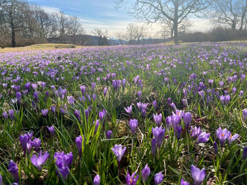 The arboretum and Bergen botanical garden