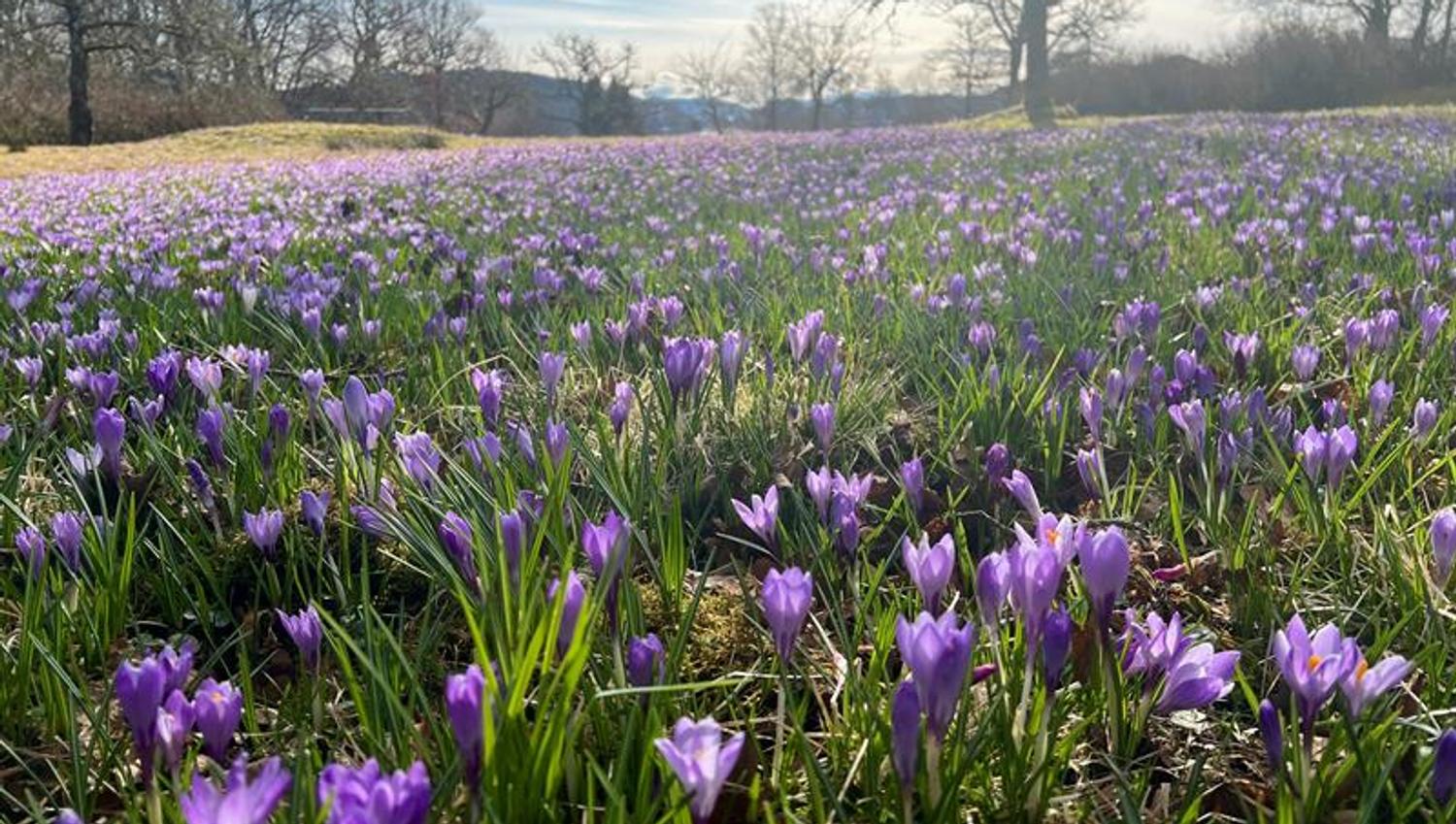 The arboretum and Bergen botanical garden