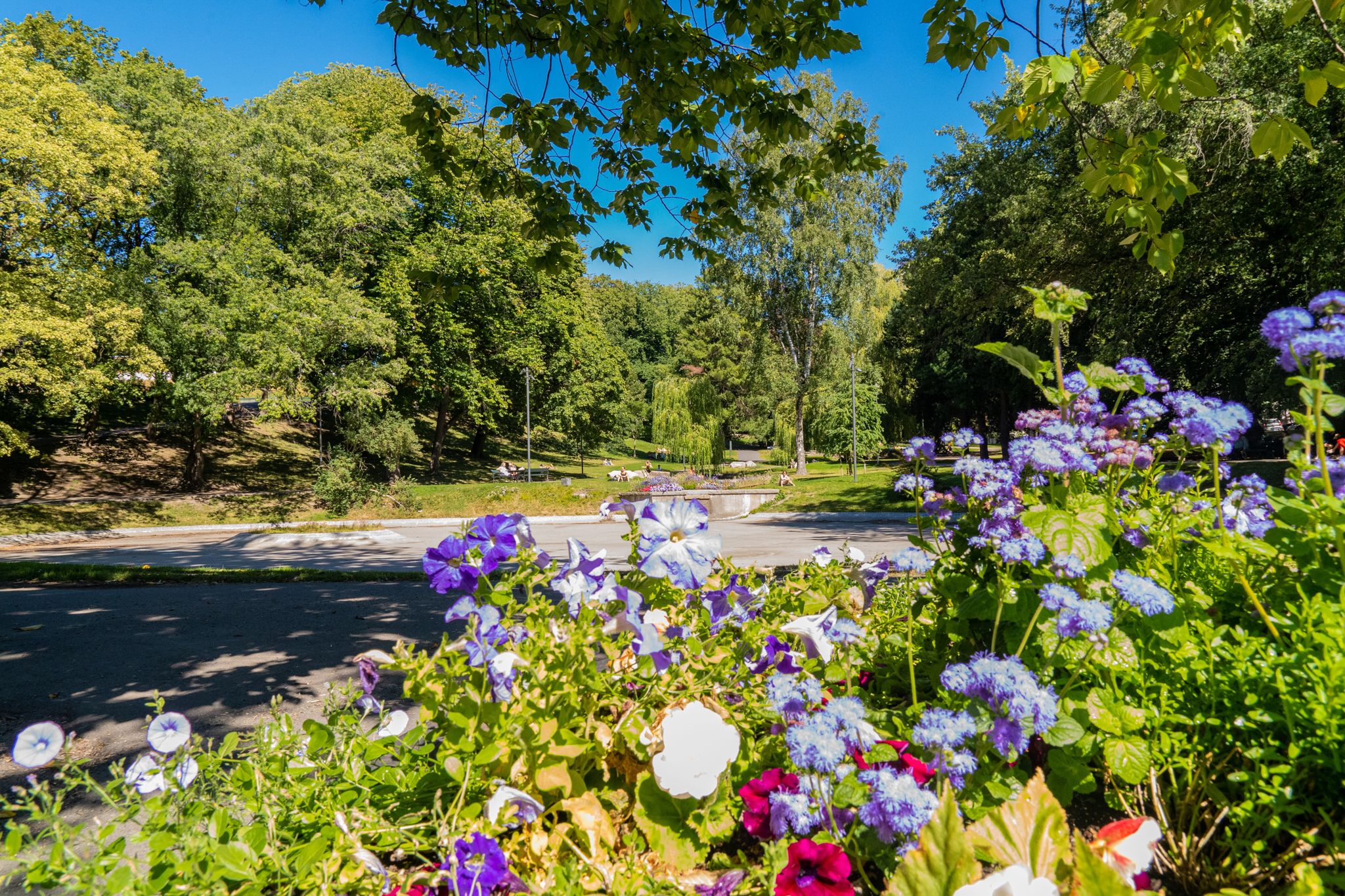 Colourful flowers.