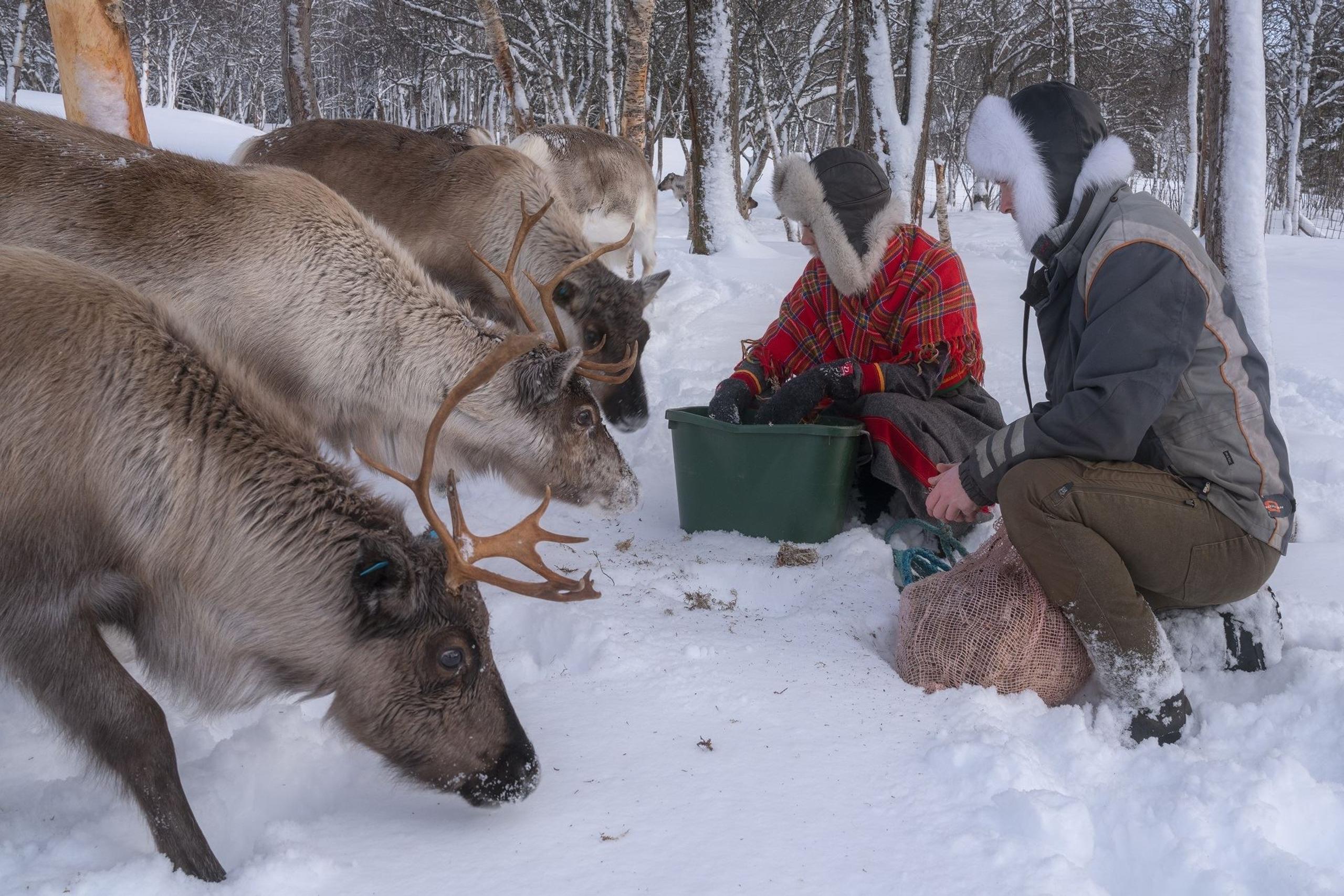 Two bundled people kneel in snow feeding reindeer from a green tub among leafless trees in winter.