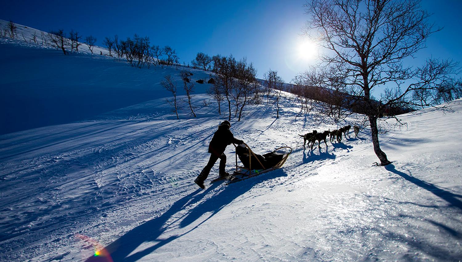 hundesledetur med Haukeli Husky
