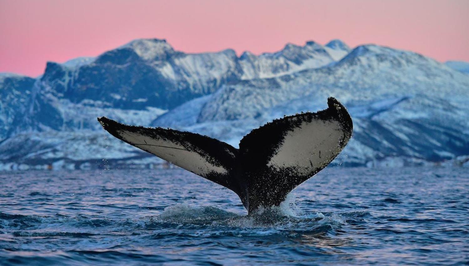 Tale fin of a whale