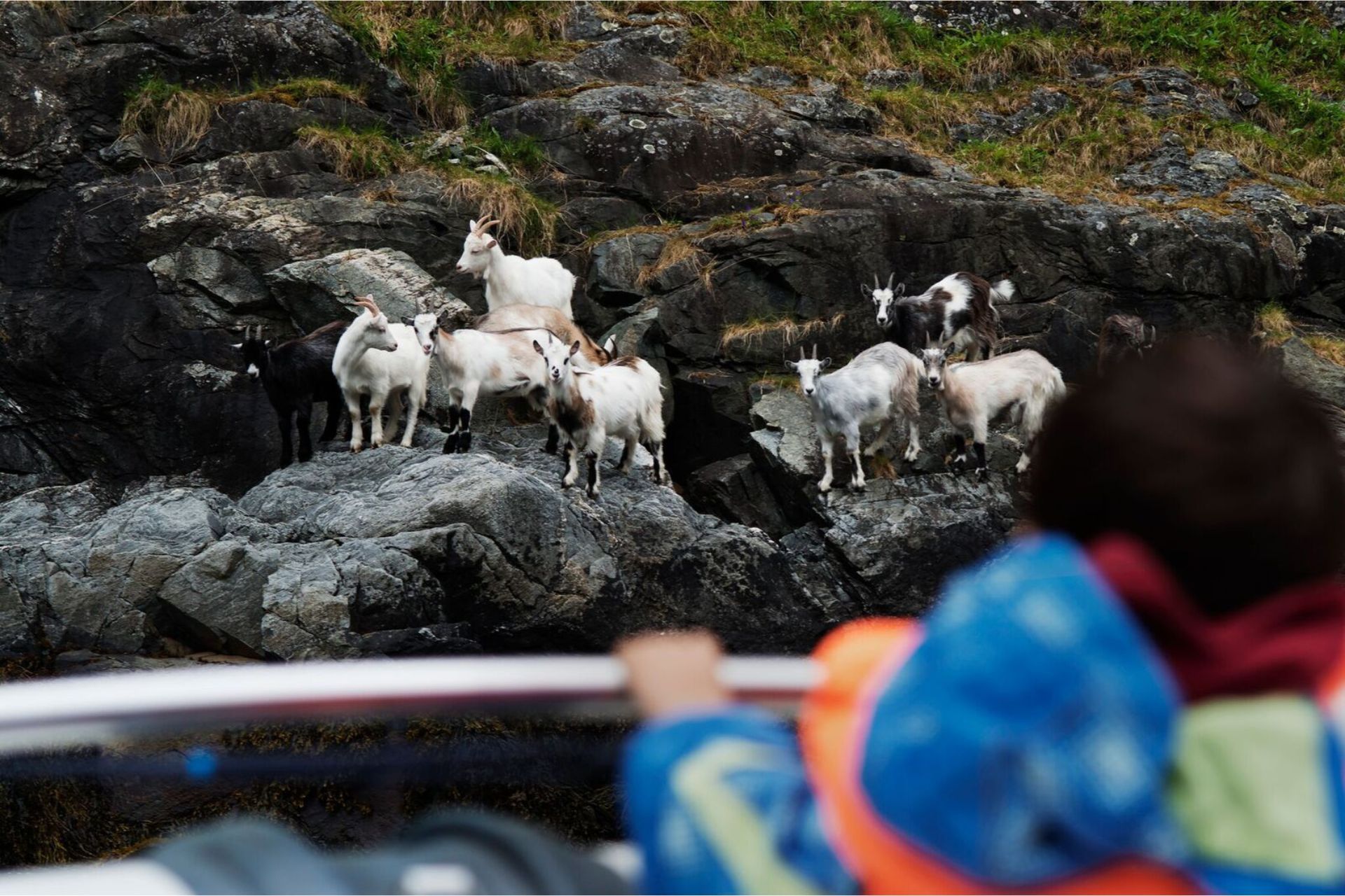 FjordSafari