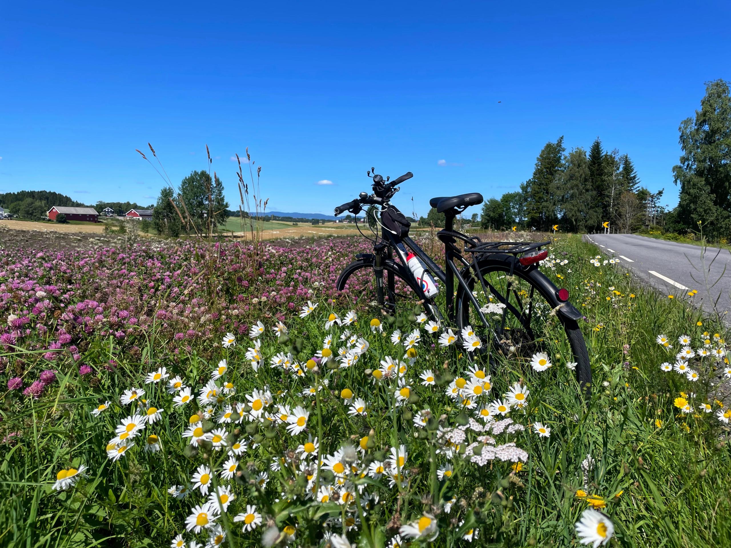 Sykkel i blomstereng