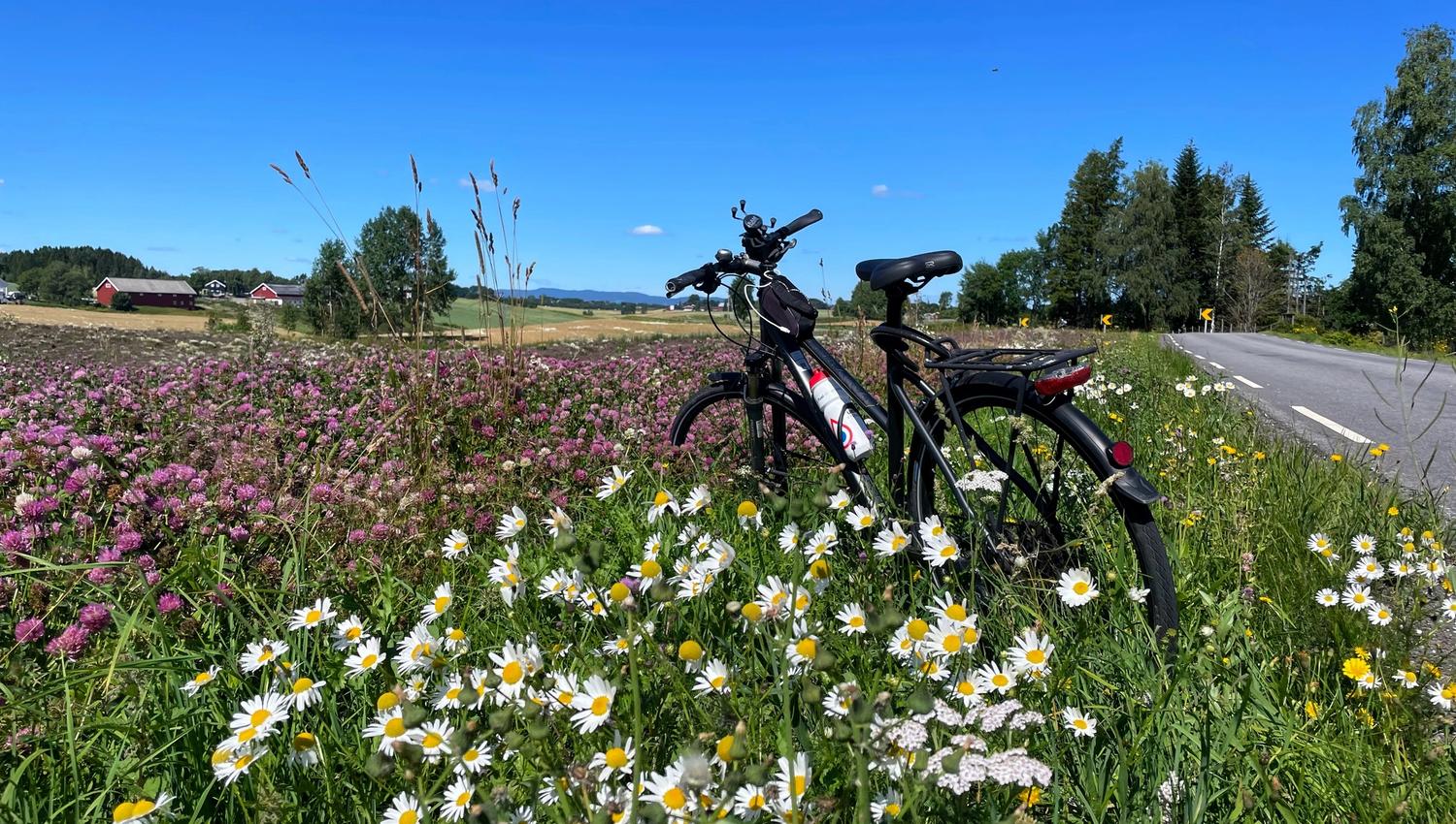 Sykkel i blomstereng