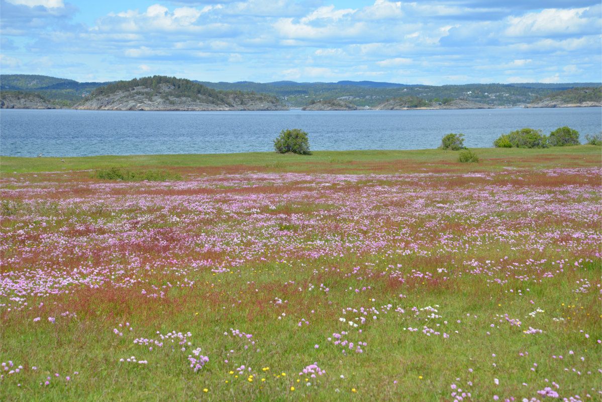 Flower meadow at Øitangen