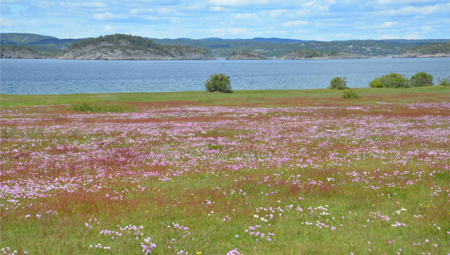 Flower meadow at Øitangen