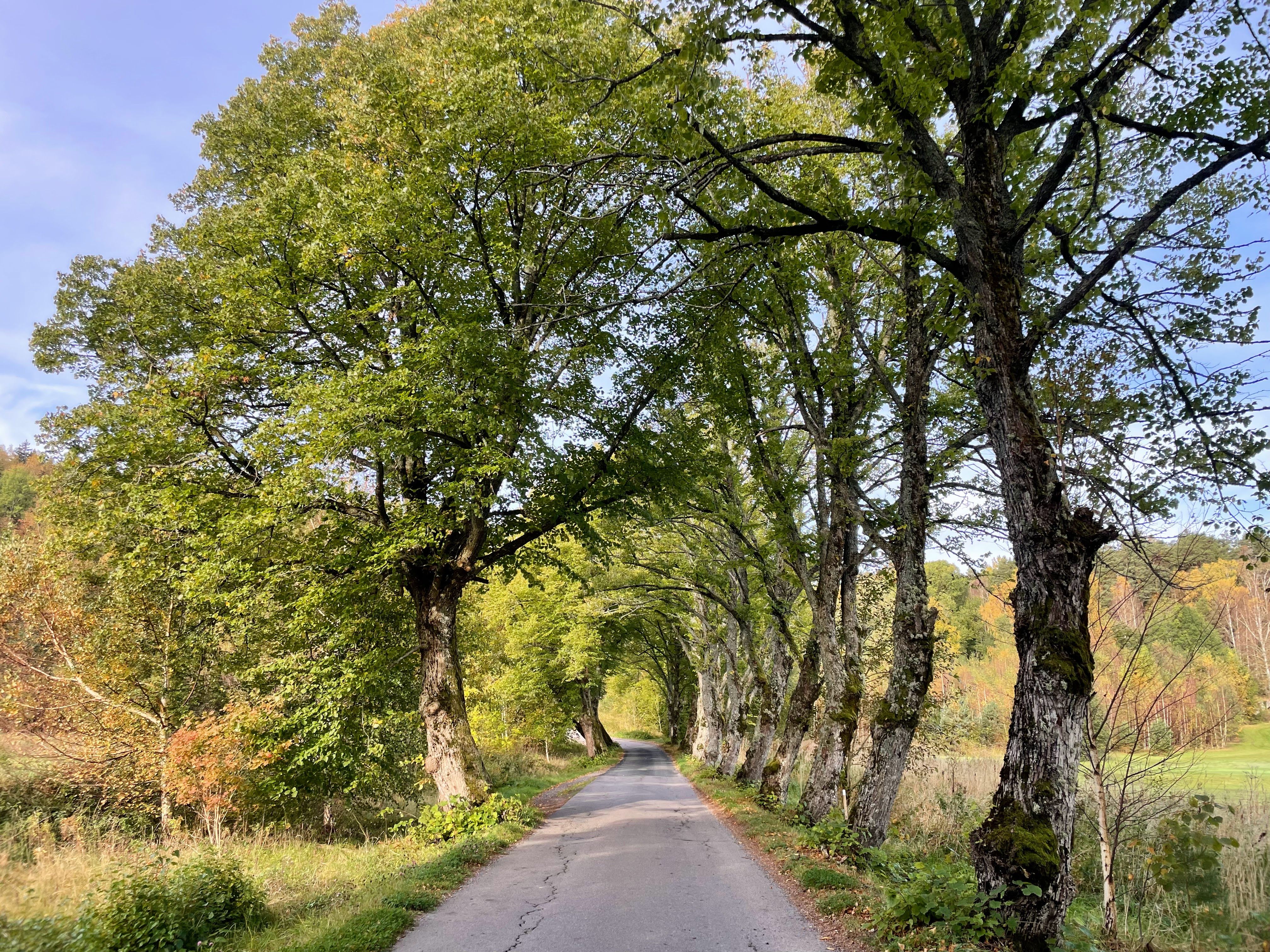 Tunnel of green trees