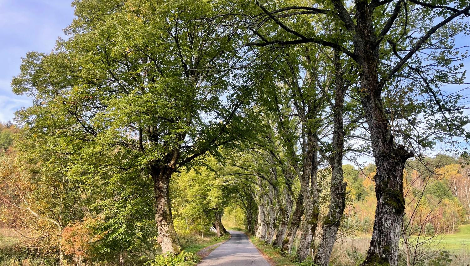 Tunnel of green trees