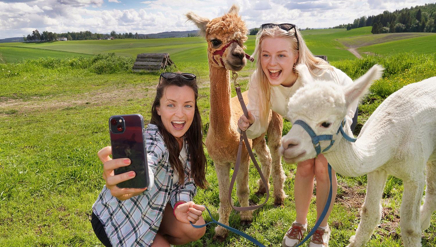Alpaca selfie