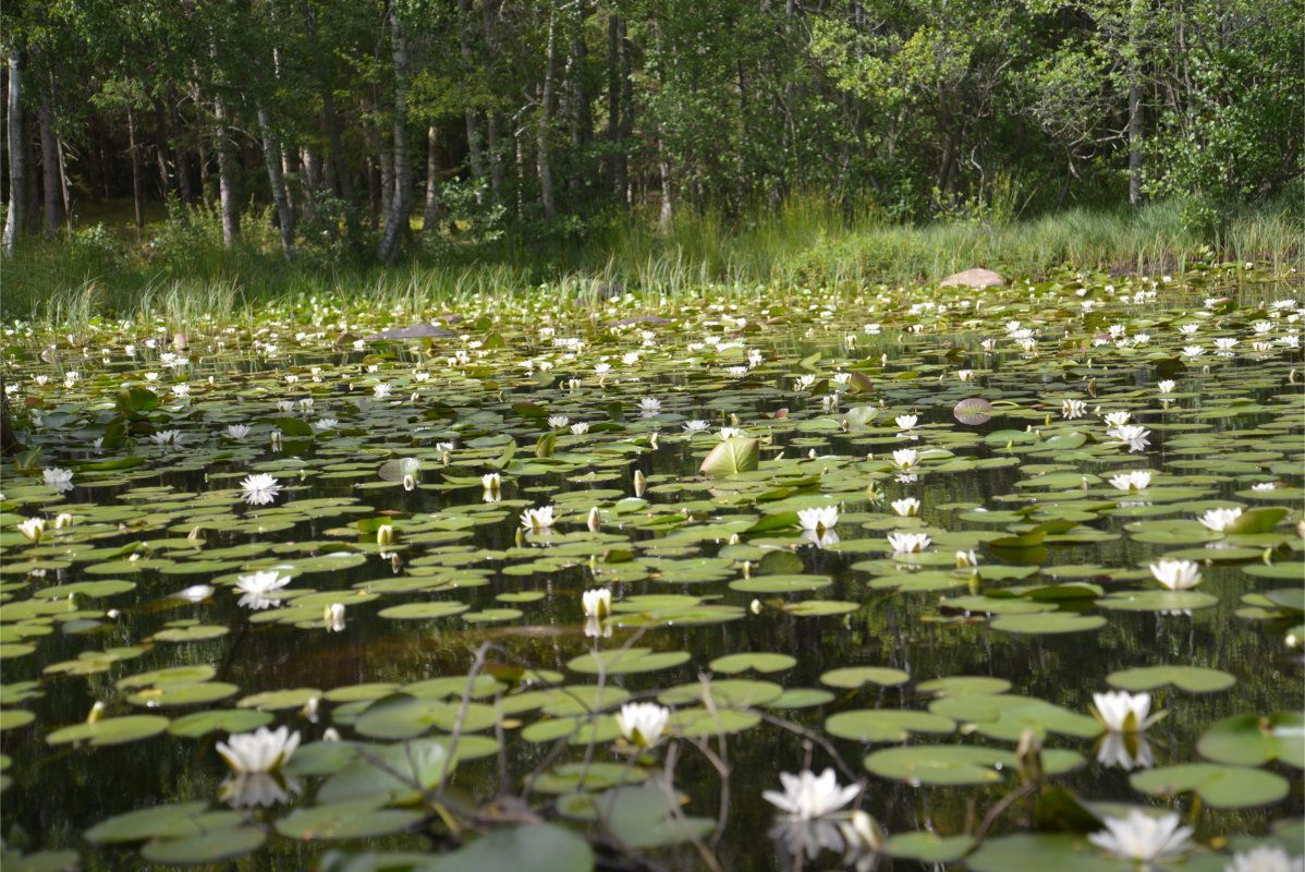 Water lilies at Tårntjernet