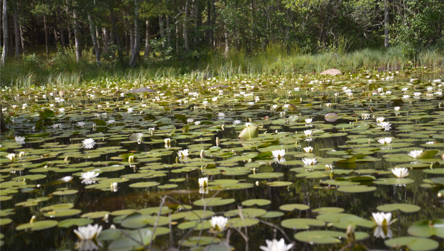 Water lilies at Tårntjernet