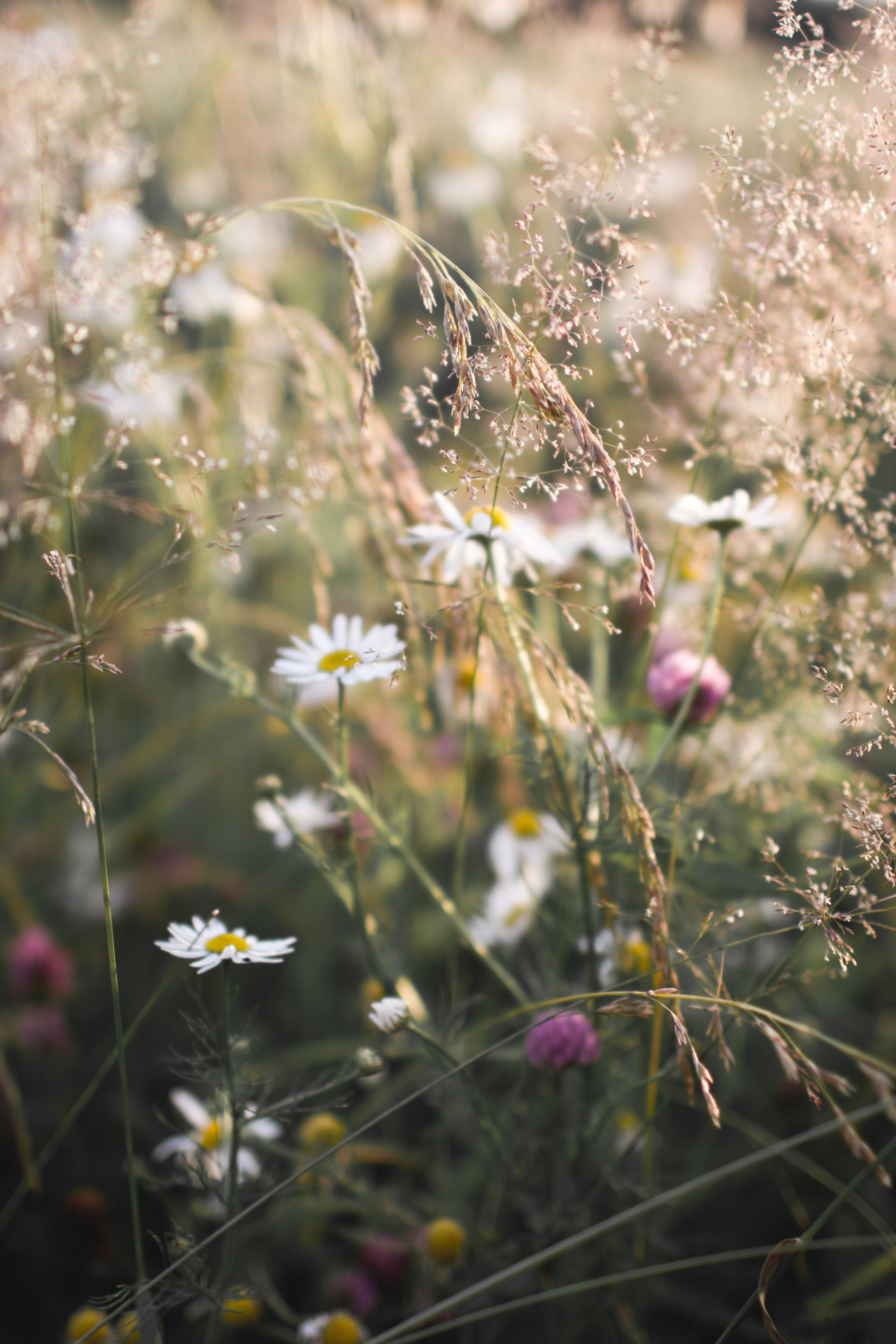 Blomster