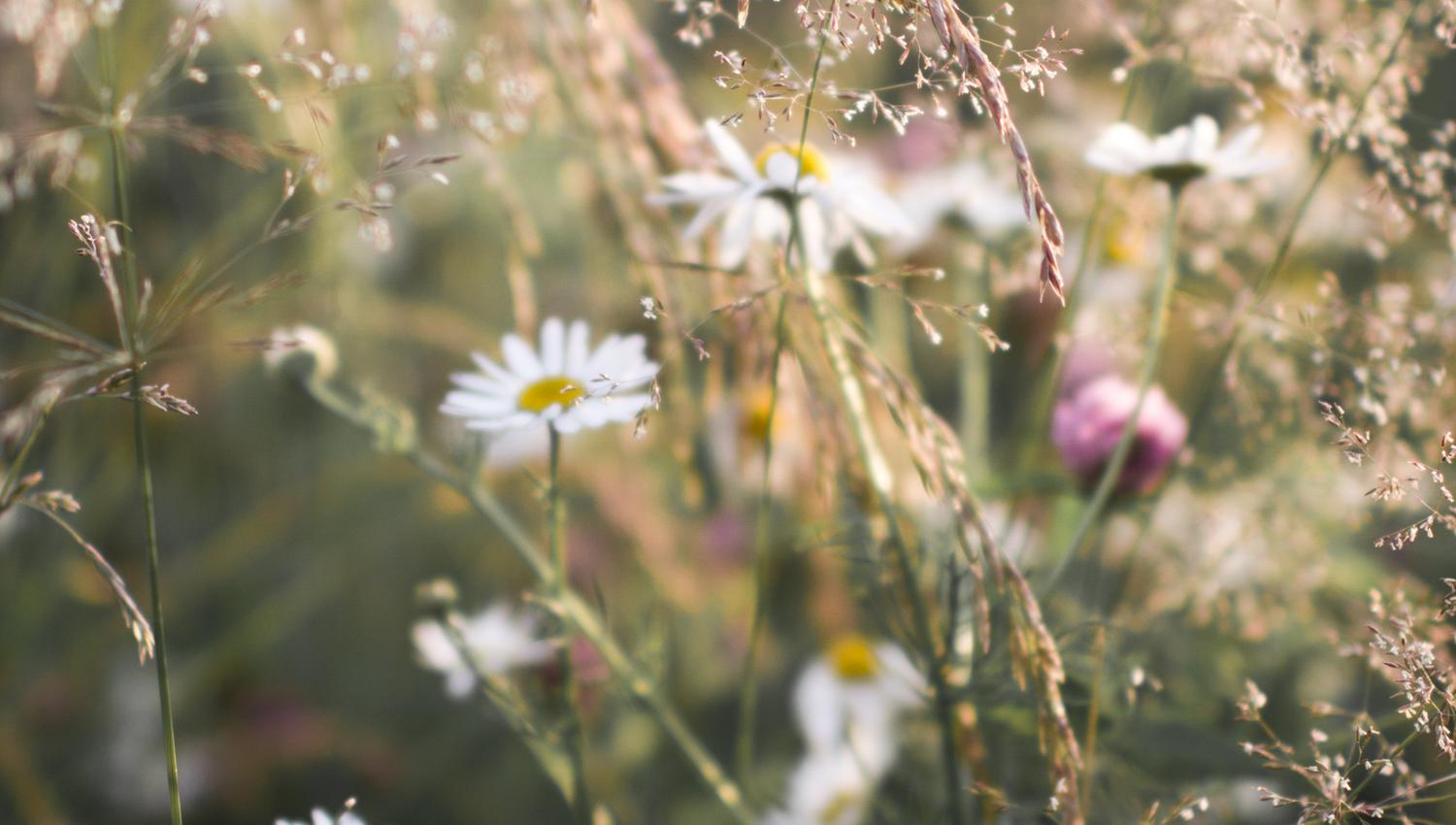 Blomster