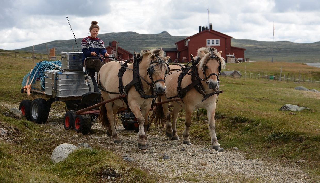 A girl driving a carriage with two horses pulling in the front.