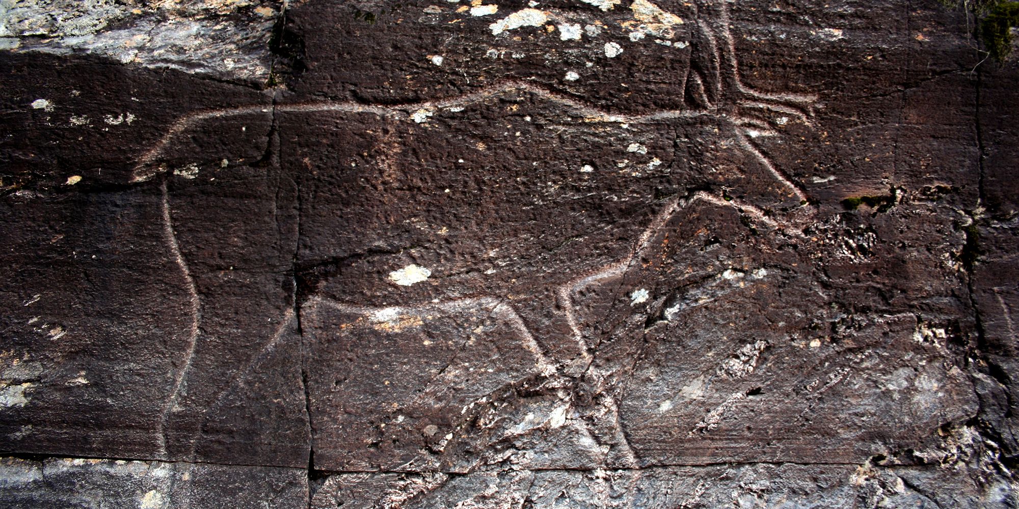Rock carvings at Bøla in Steinkjer - a reindeer