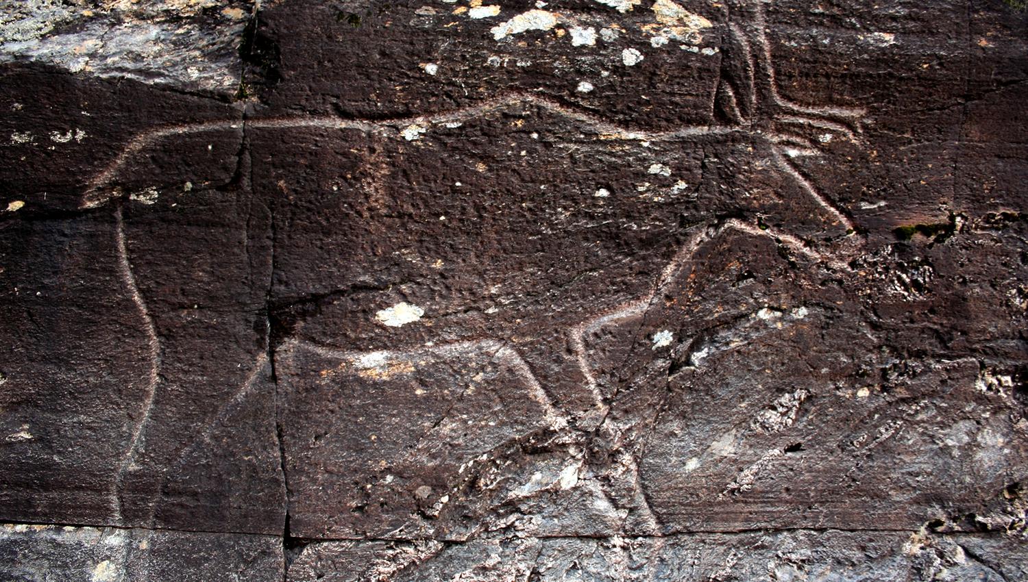Rock carvings at Bøla in Steinkjer - a reindeer