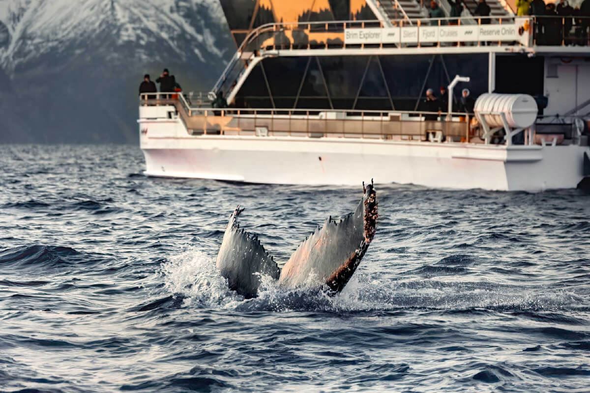 A whale seen from the boat