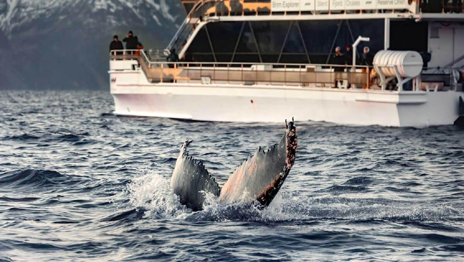 A whale seen from the boat