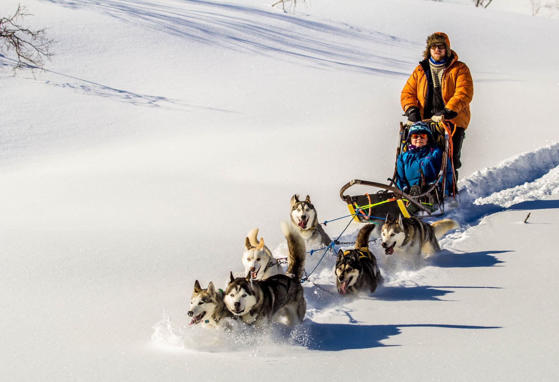dog sledding in the sunshine