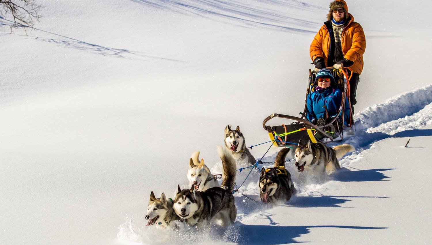 dog sledding in the sunshine