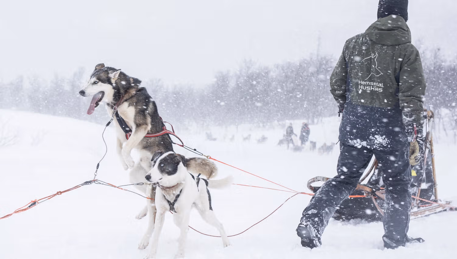 hemsedal huskies
