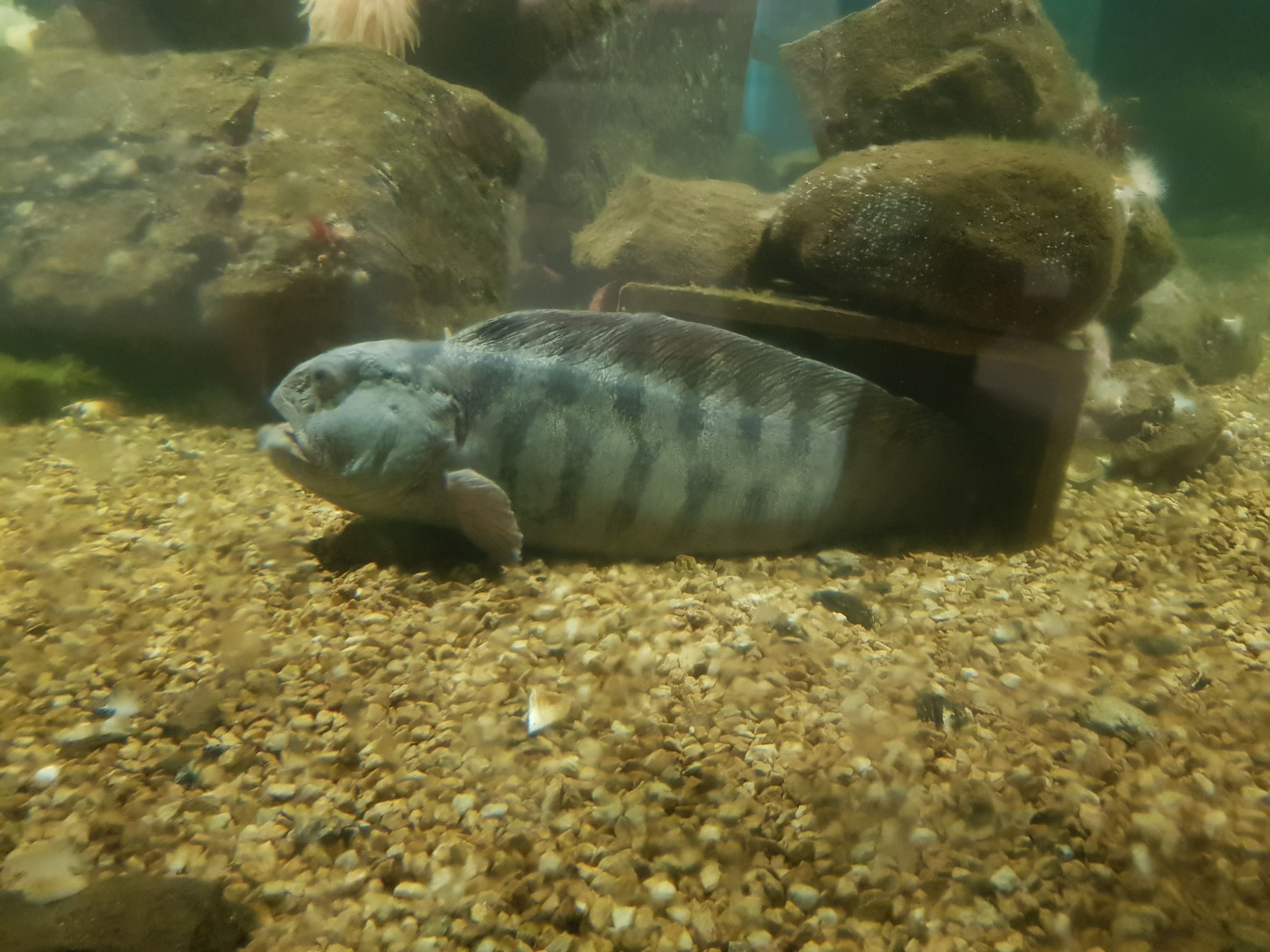 Steinbiten Hugo