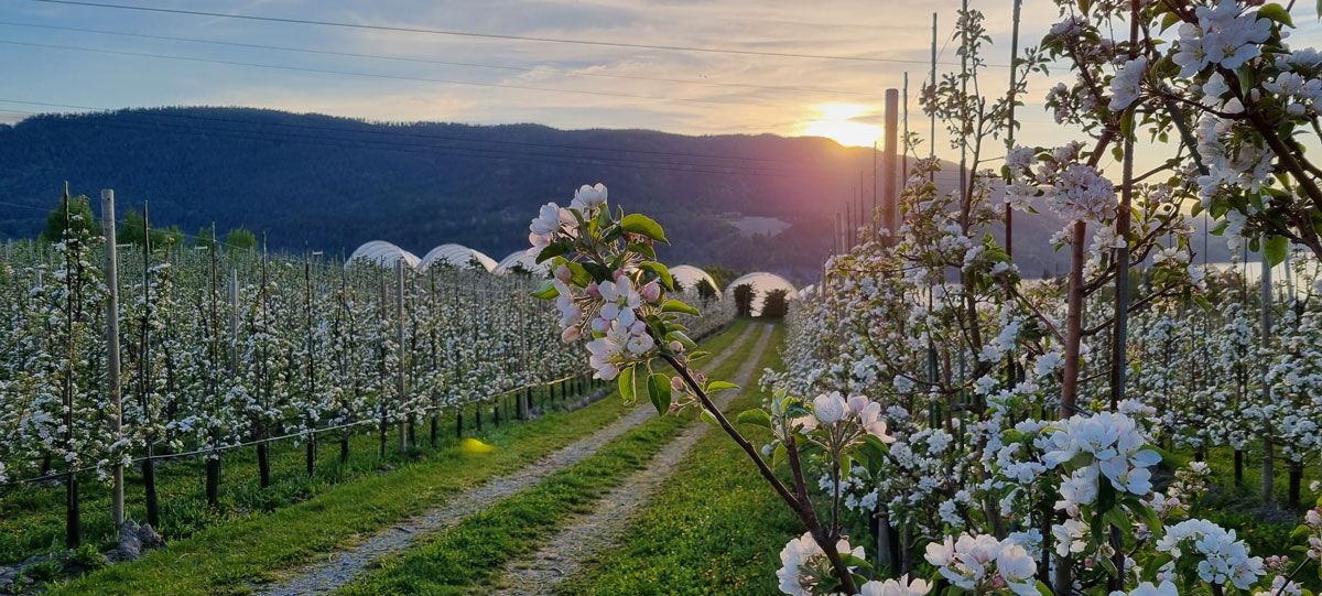 Notodden_vår-blomstrende-epletrær_1000x451pg