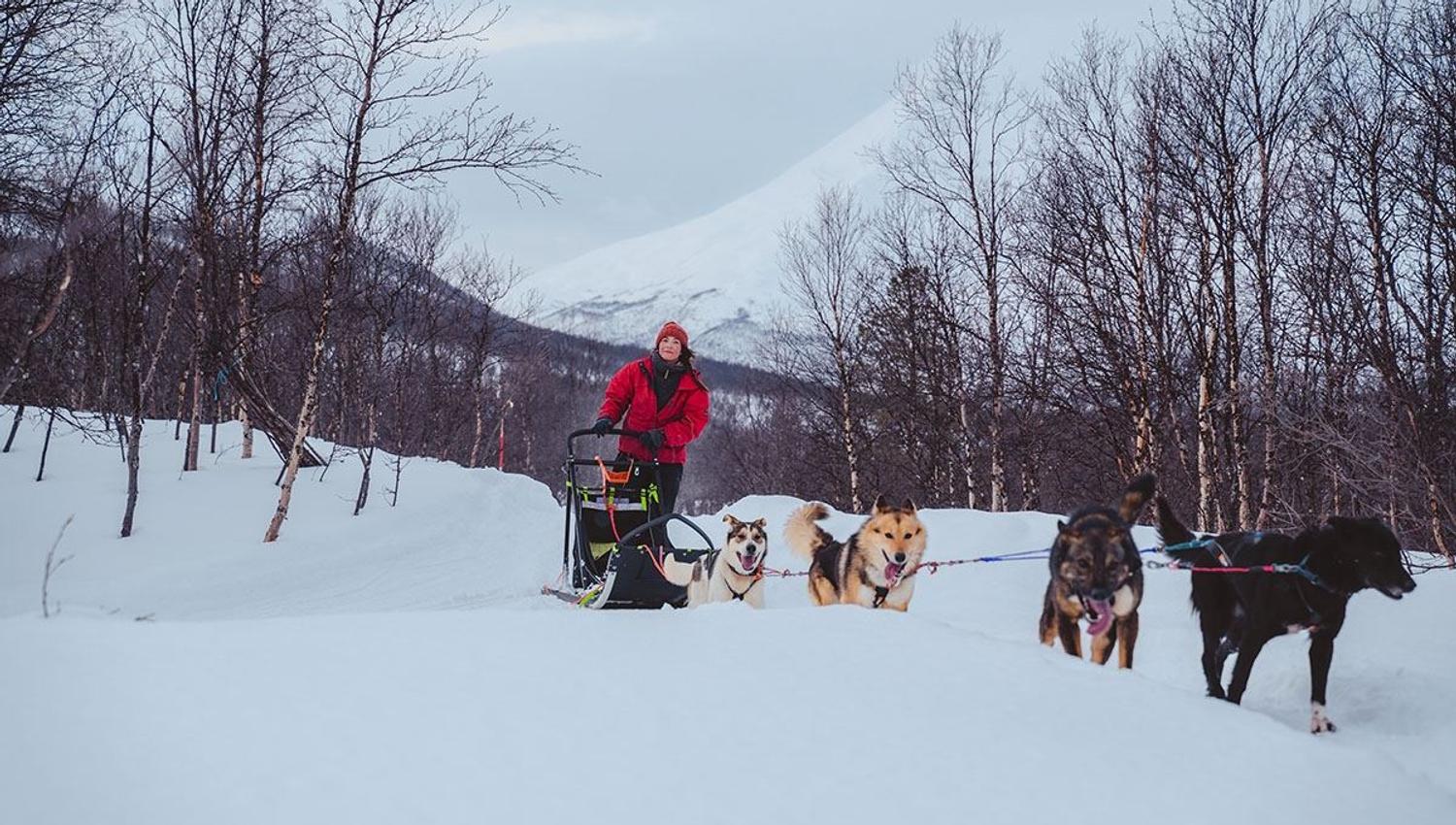 Driving the dog sled