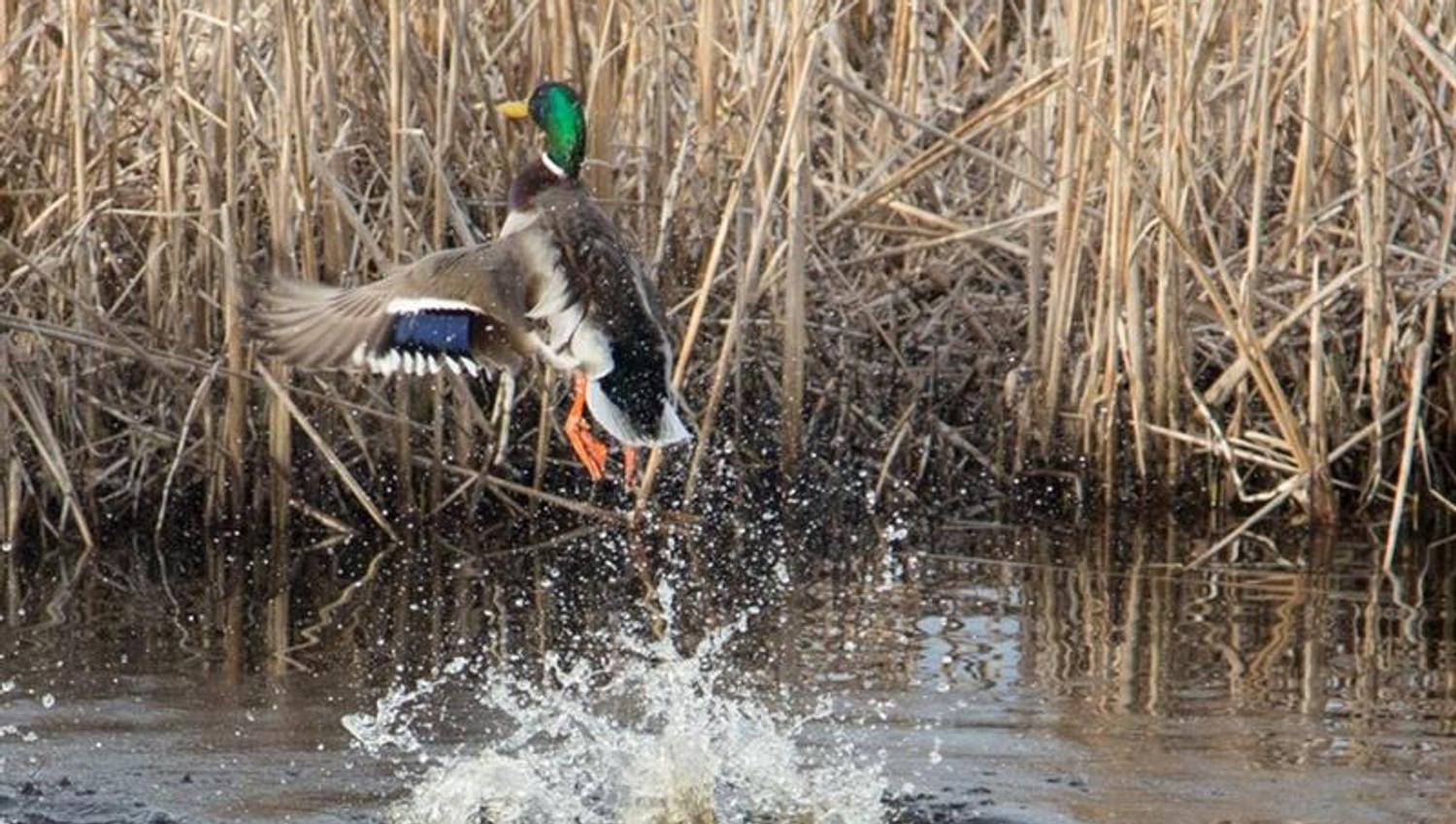 duck taking flight