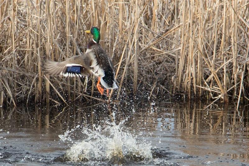 duck taking flight