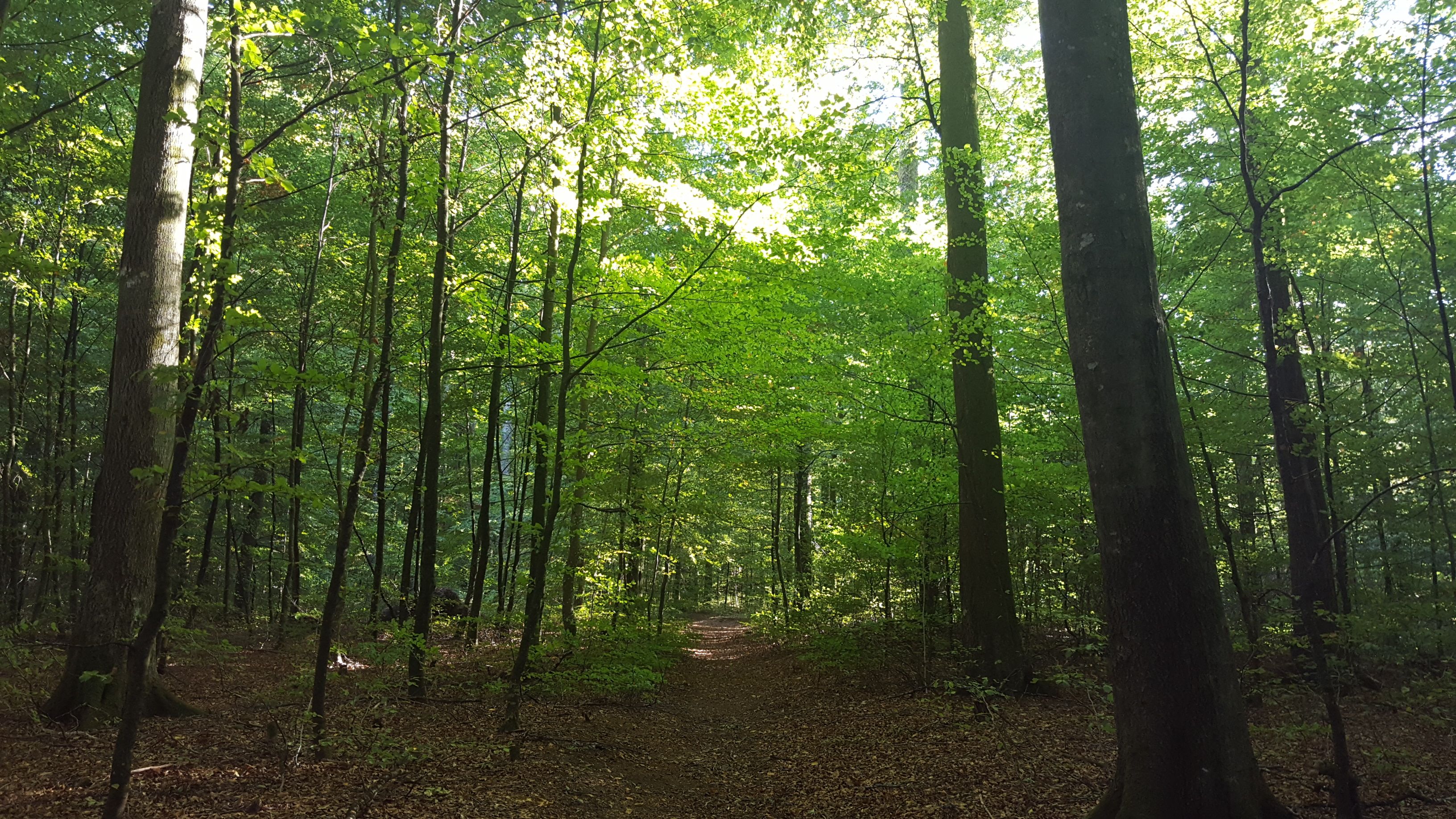the beech forest in spring
