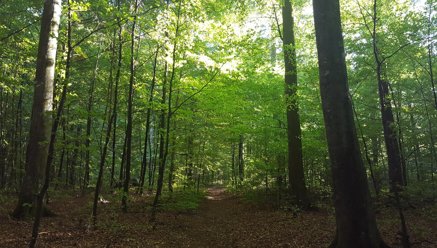the beech forest in spring