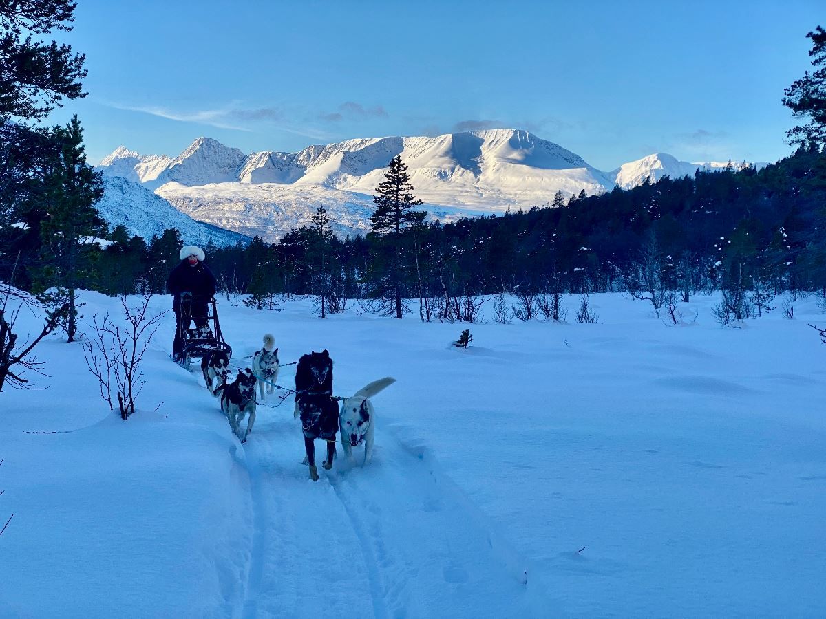 Dog sled team on an afternoon tour along a snowy trail