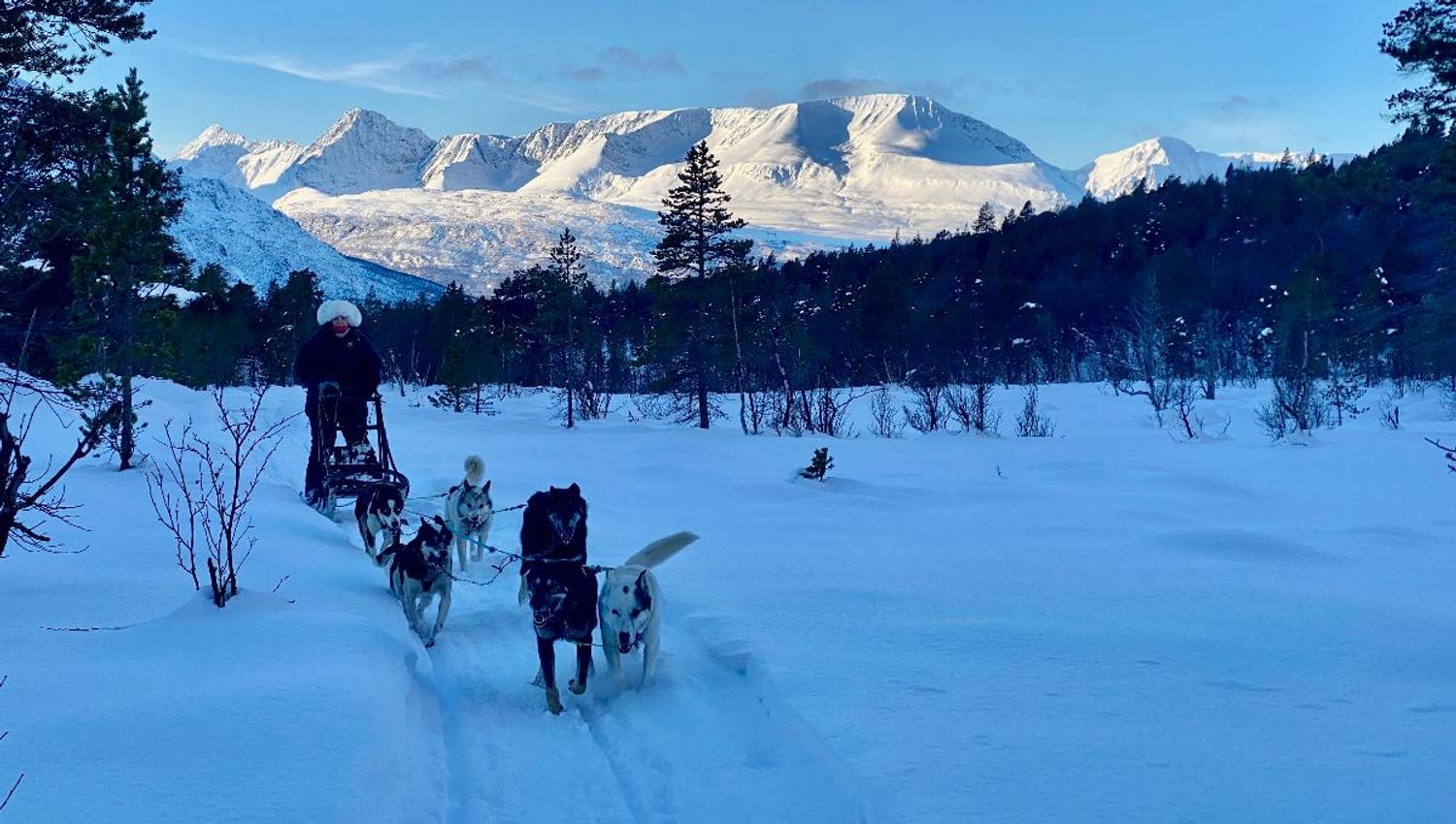 Dog sled team on an afternoon tour along a snowy trail