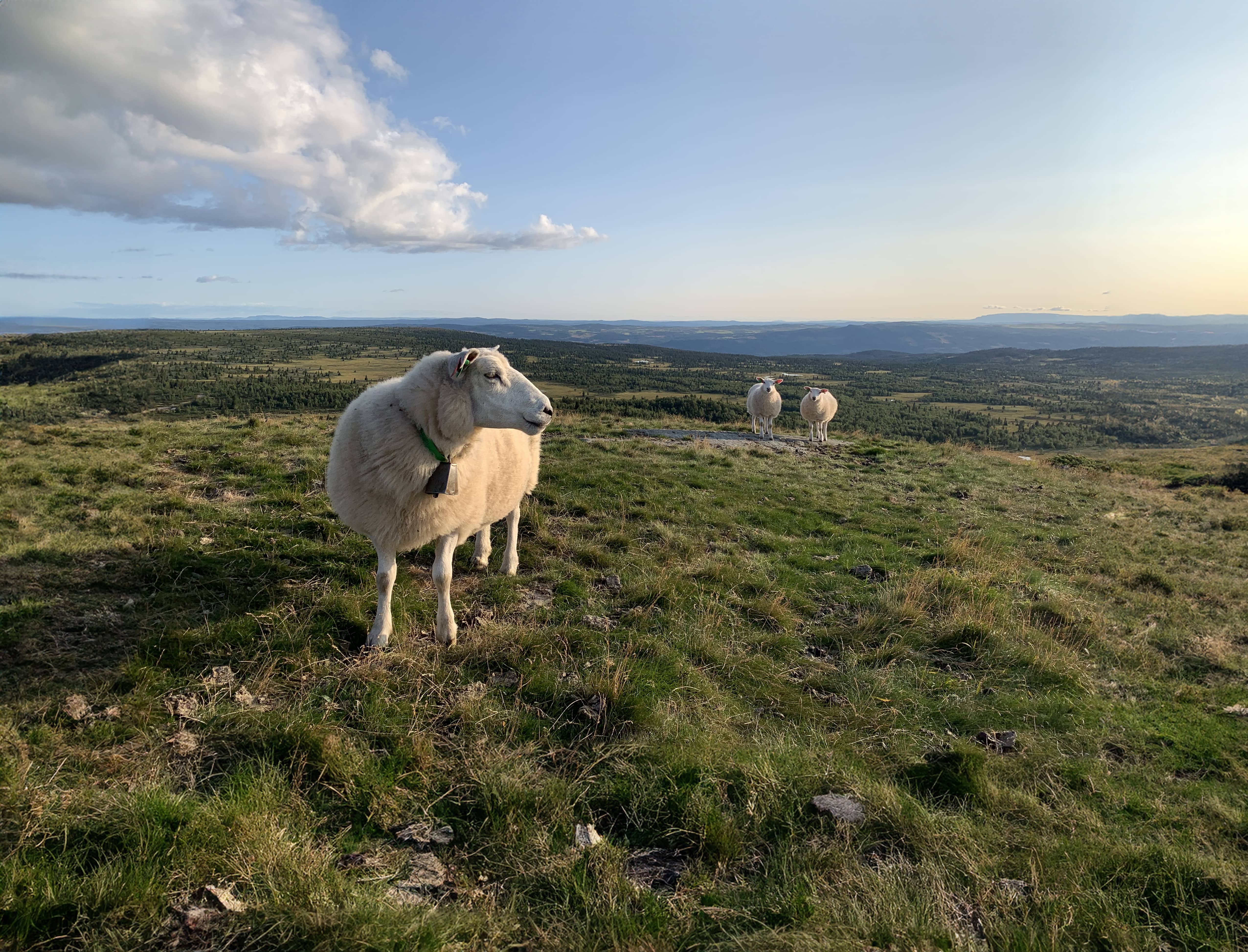 Auenhaugen