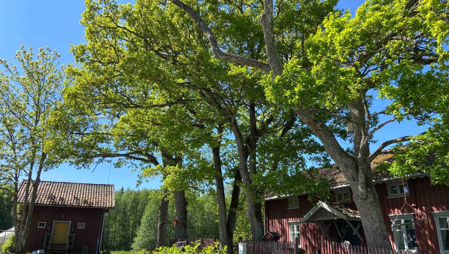 Ute fra gårdstunet på Vestre Kinn gård
